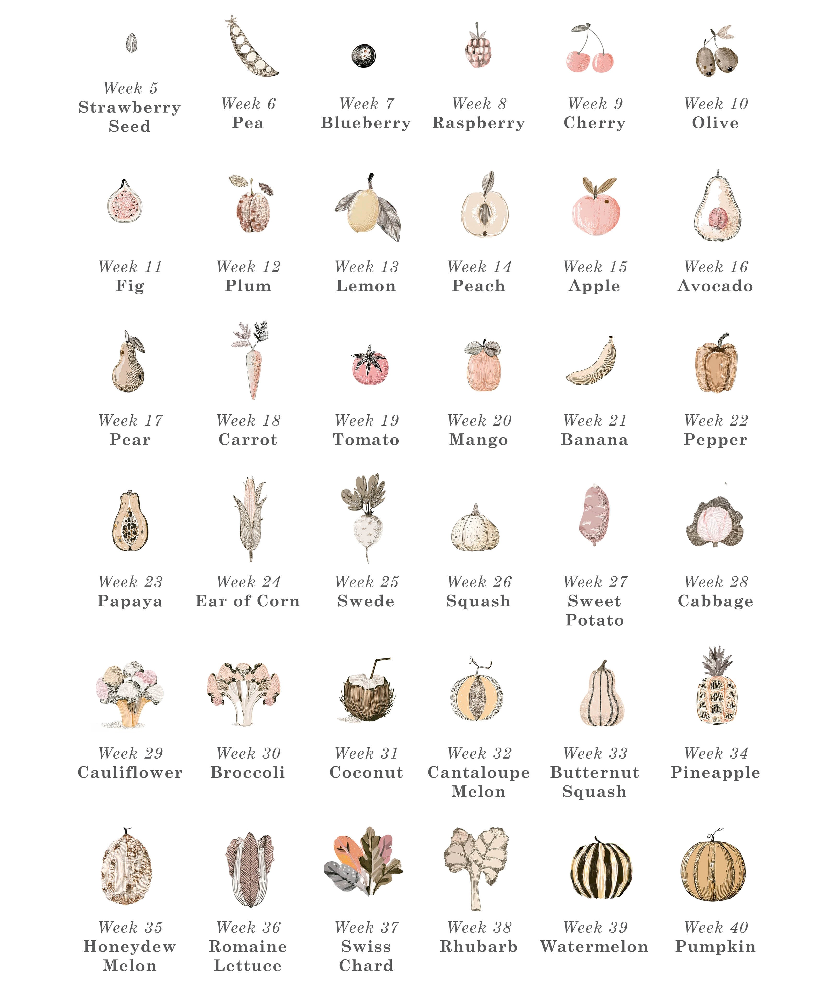 плід 11 тижнів вагітності розмір та розвиток