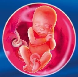 розвиток дитини у другому триместрі